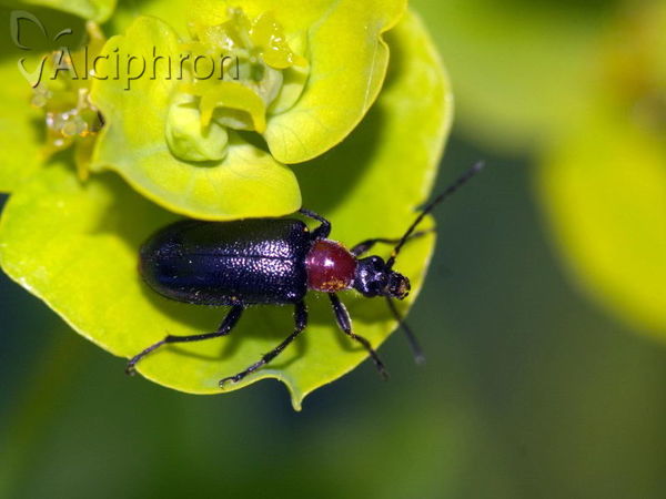 Dinoptera collaris