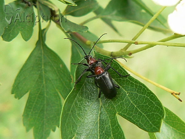 Dinoptera collaris