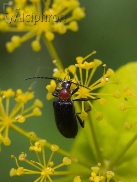 Dinoptera collaris