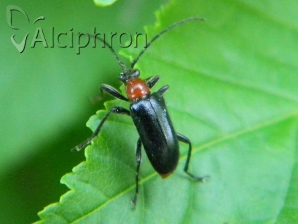Dinoptera collaris