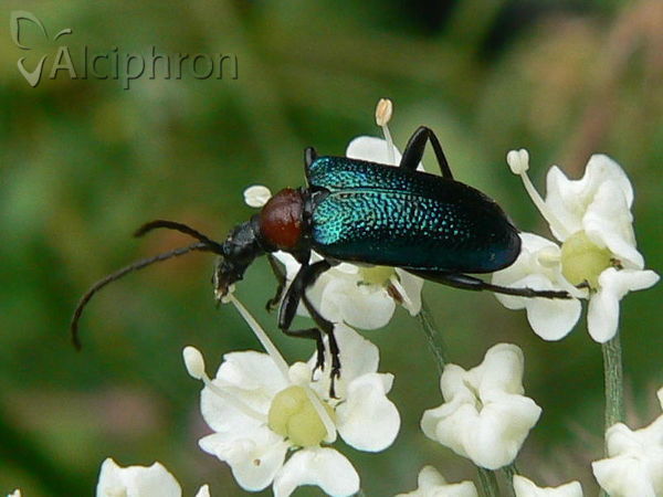 Carilia virginea