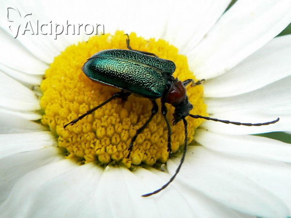 Carilia virginea