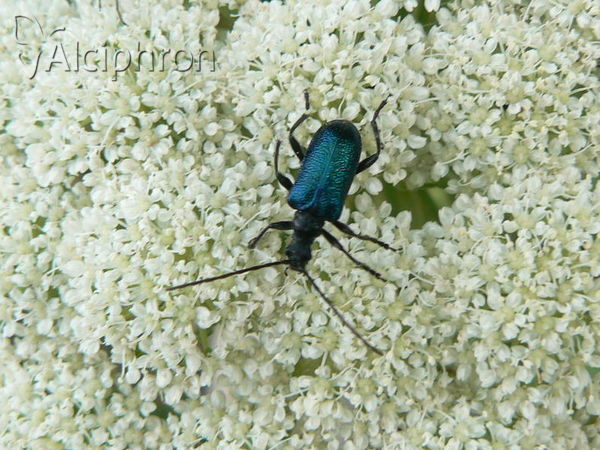 Carilia virginea