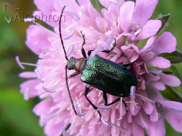 Carilia virginea