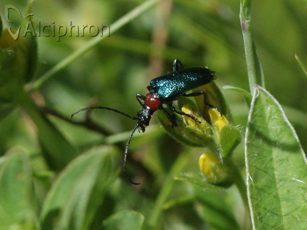Carilia virginea