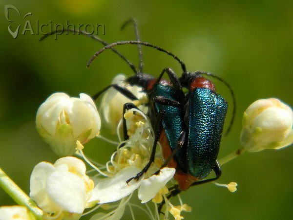Carilia virginea