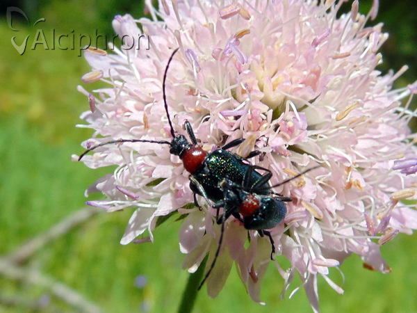 Carilia virginea
