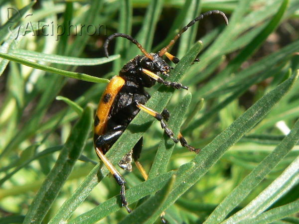 Brachyta balcanica