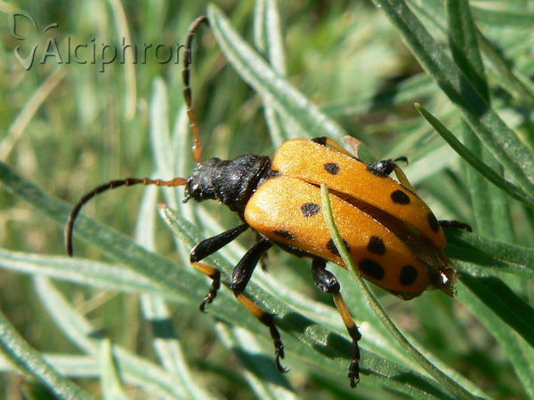 Brachyta balcanica