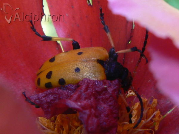 Brachyta balcanica