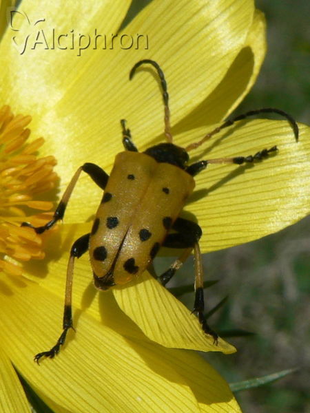 Brachyta balcanica