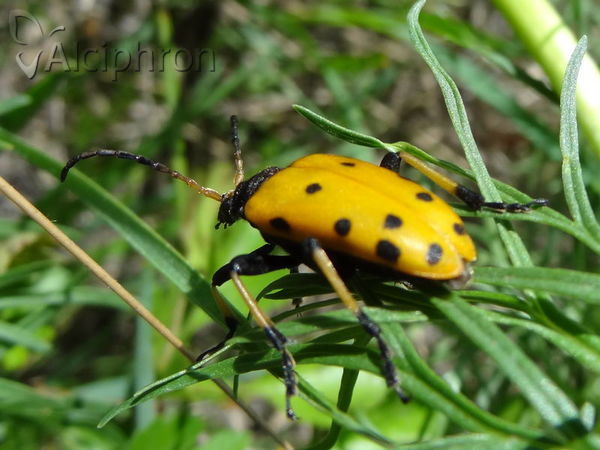 Brachyta balcanica
