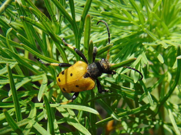 Brachyta balcanica