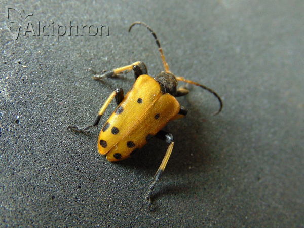 Brachyta balcanica