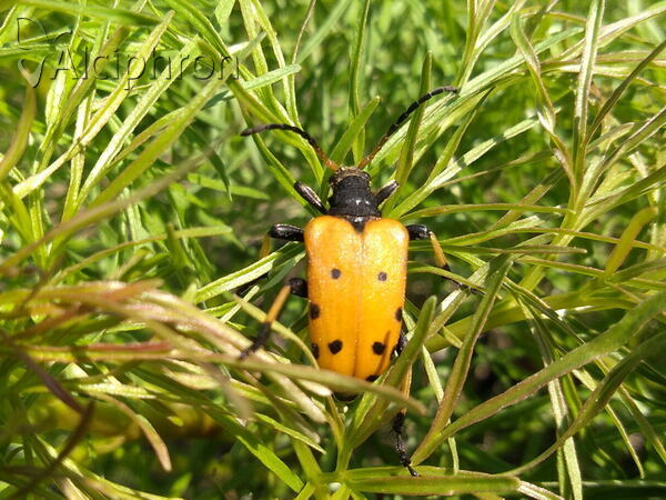 Brachyta balcanica