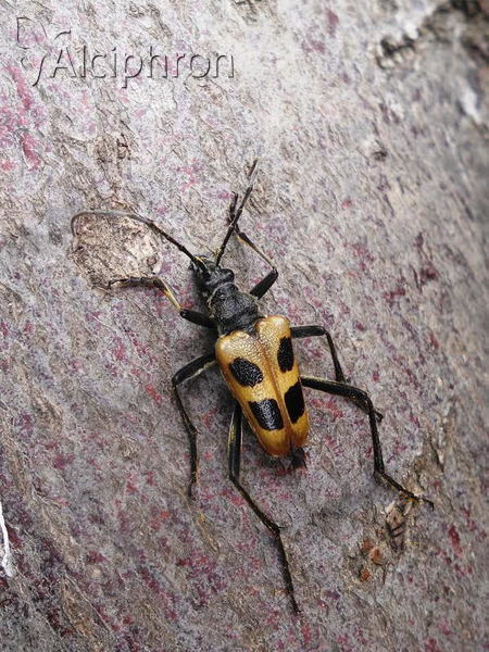Pachyta quadrimaculata