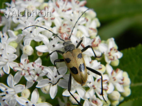 Pachyta quadrimaculata