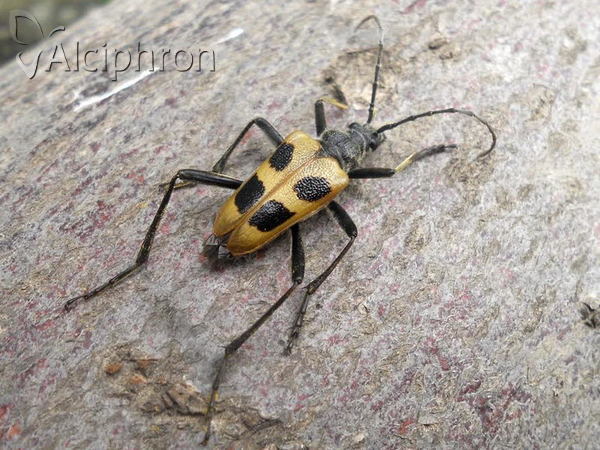 Pachyta quadrimaculata