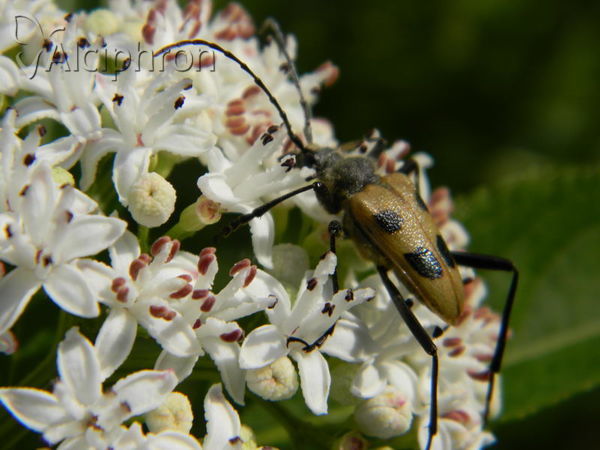 Pachyta quadrimaculata