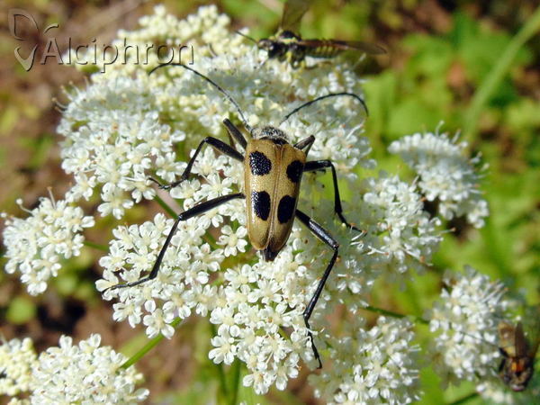 Pachyta quadrimaculata