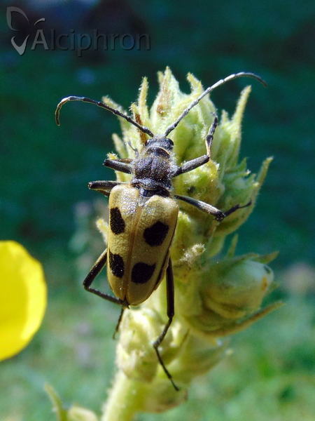 Pachyta quadrimaculata