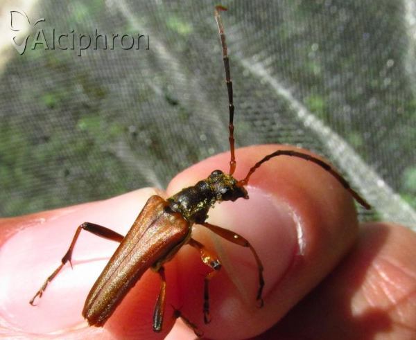 Stenocorus meridianus