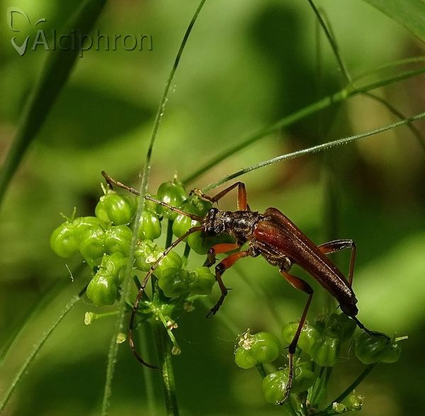 Stenocorus meridianus