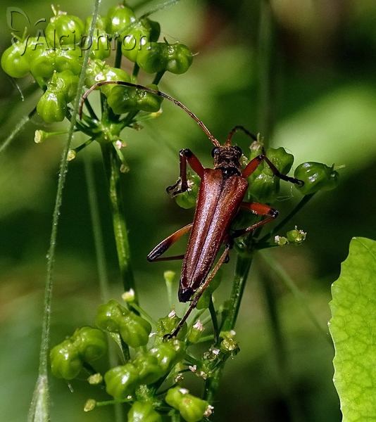 Stenocorus meridianus