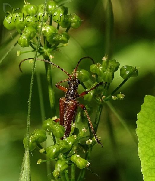 Stenocorus meridianus
