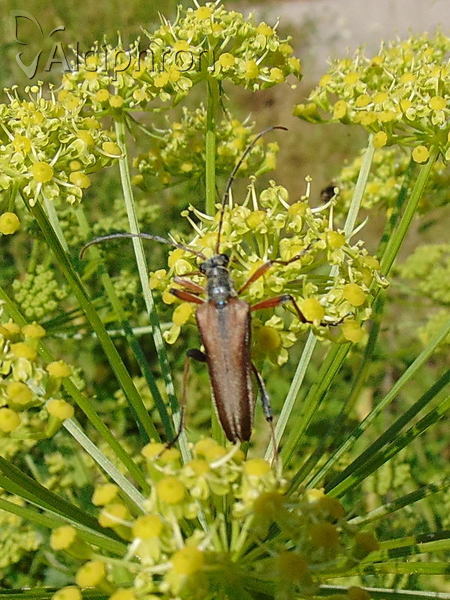 Stenocorus meridianus