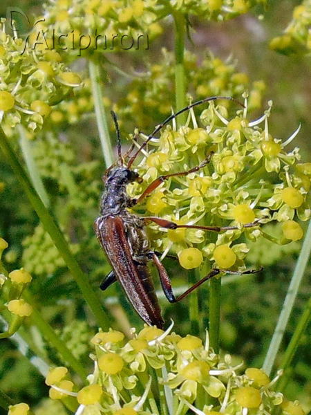 Stenocorus meridianus
