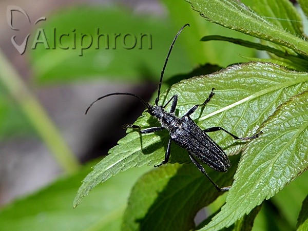 Stenocorus quercus