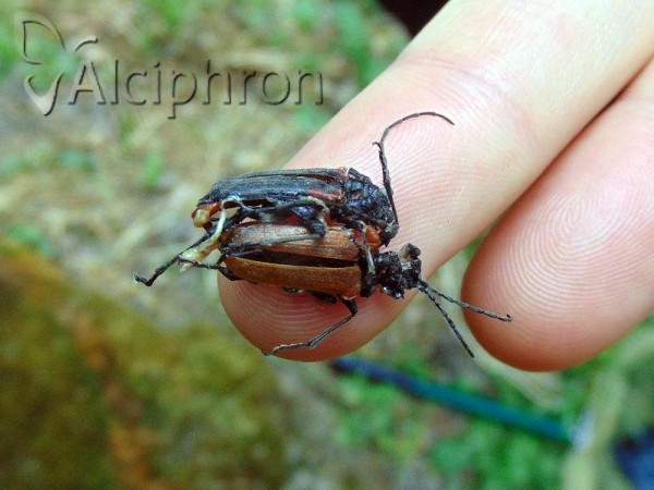 Stenocorus quercus