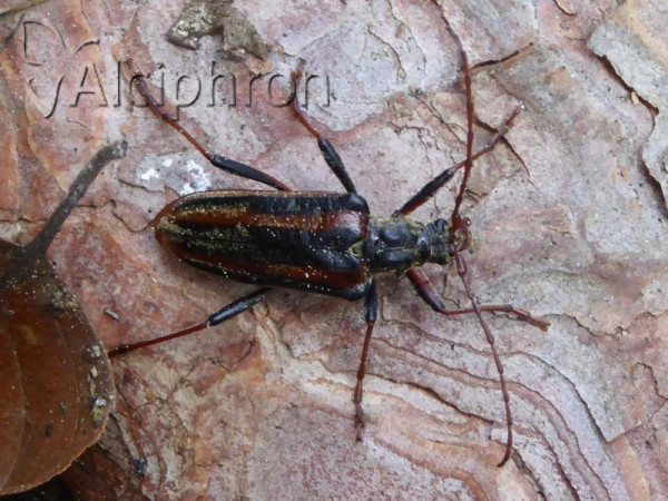Oxymirus cursor