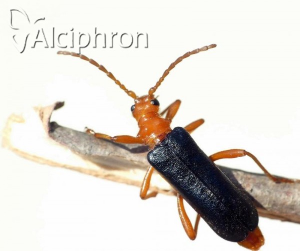 Rhamnusium bicolor