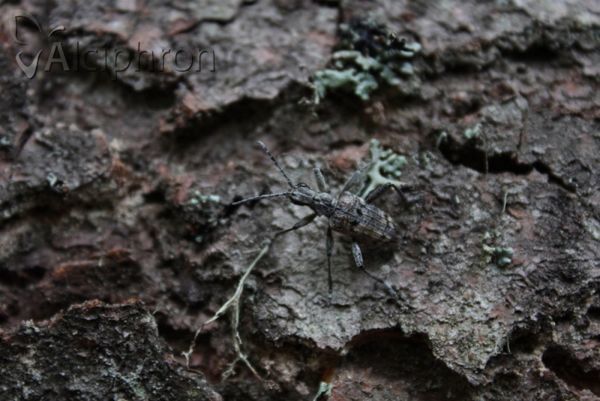 Rhagium inquisitor