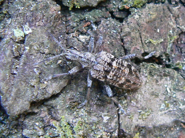 Rhagium inquisitor