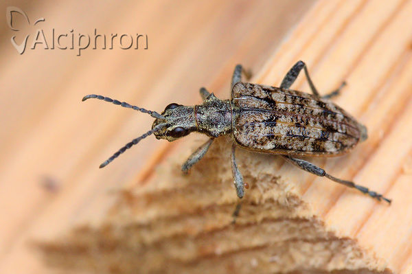 Rhagium inquisitor