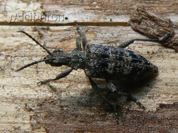 Rhagium inquisitor