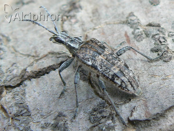 Rhagium inquisitor