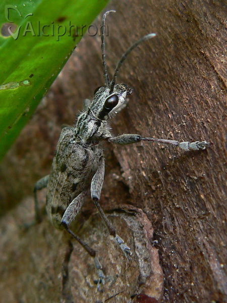 Rhagium inquisitor