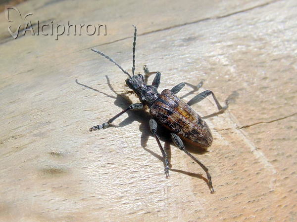 Rhagium inquisitor