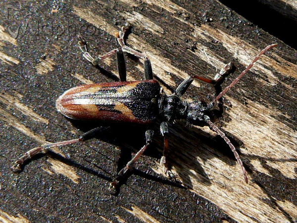 Rhagium bifasciatum