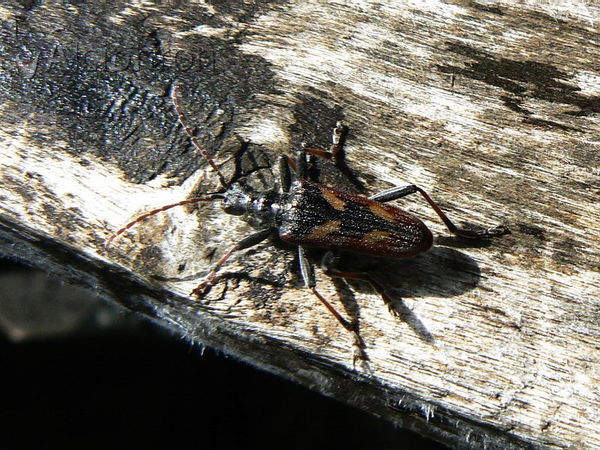 Rhagium bifasciatum