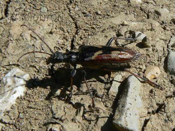 Rhagium bifasciatum