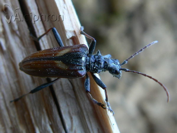 Rhagium bifasciatum
