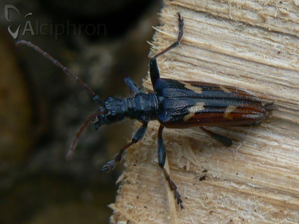 Rhagium bifasciatum