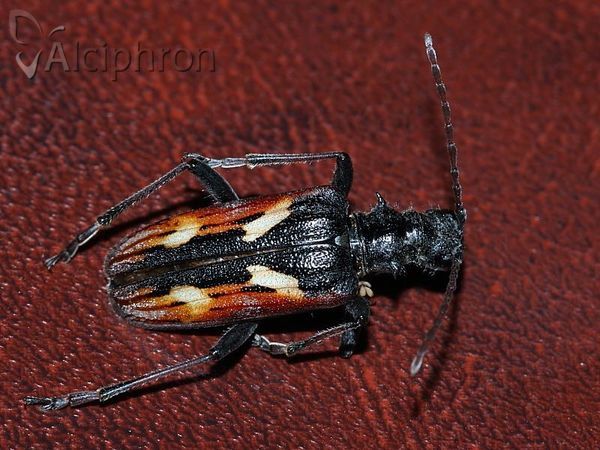 Rhagium bifasciatum