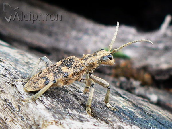 Rhagium sycophanta