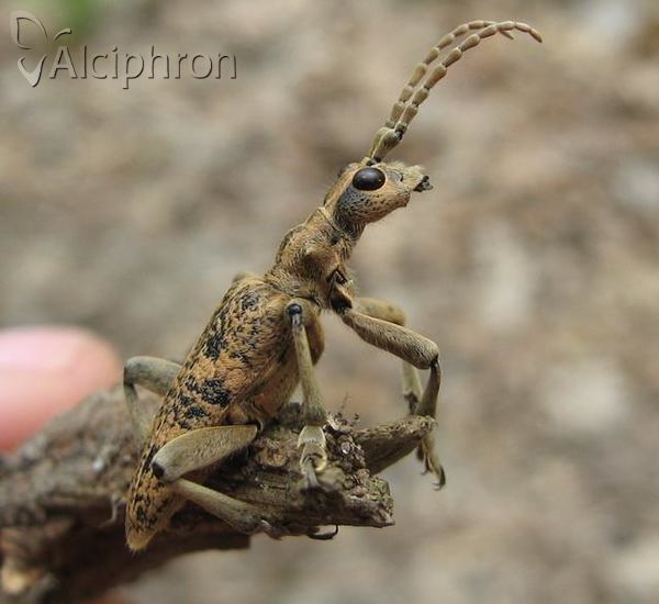 Rhagium sycophanta